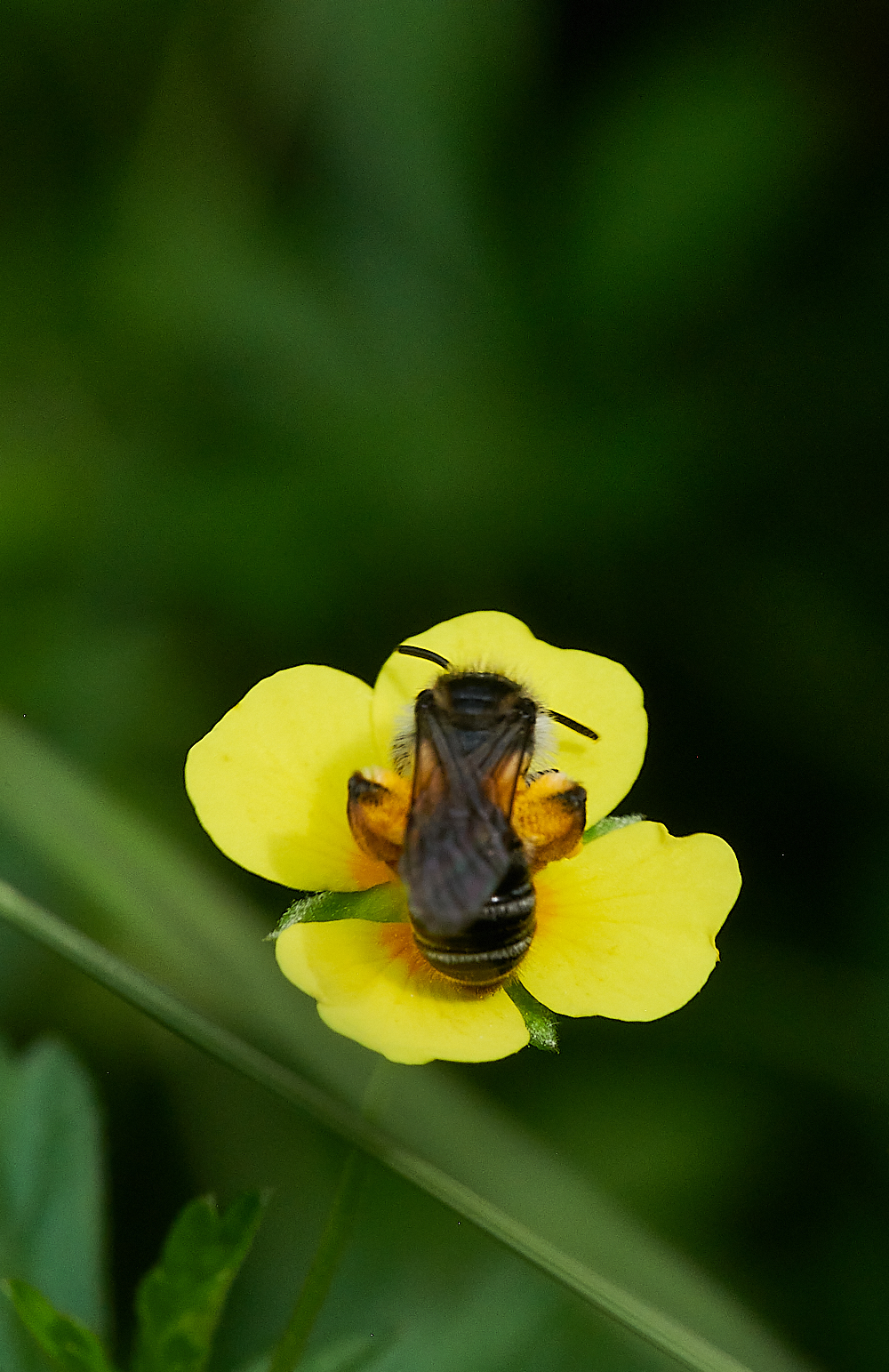 HoughenPlantationTormentilMiningBee110721-2