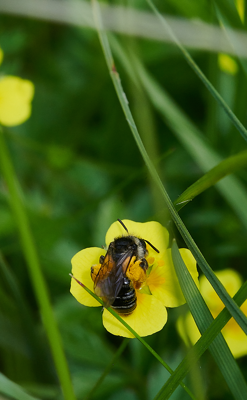 HoughenPlantationTormentilMiningBee110721-3