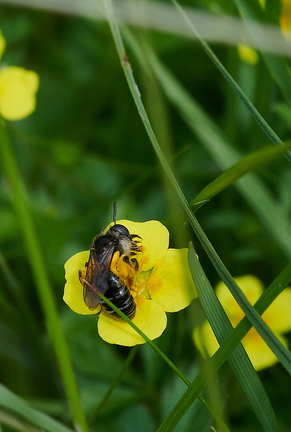 HoughenPlantationTormentilMiningBee110721-4