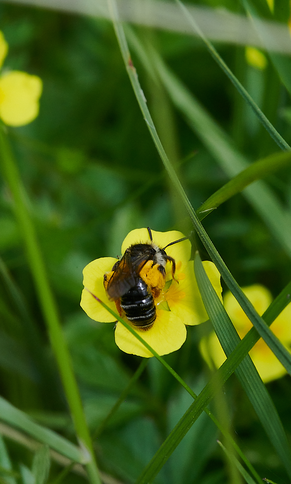 HoughenPlantationTormentilMiningBee110721-6