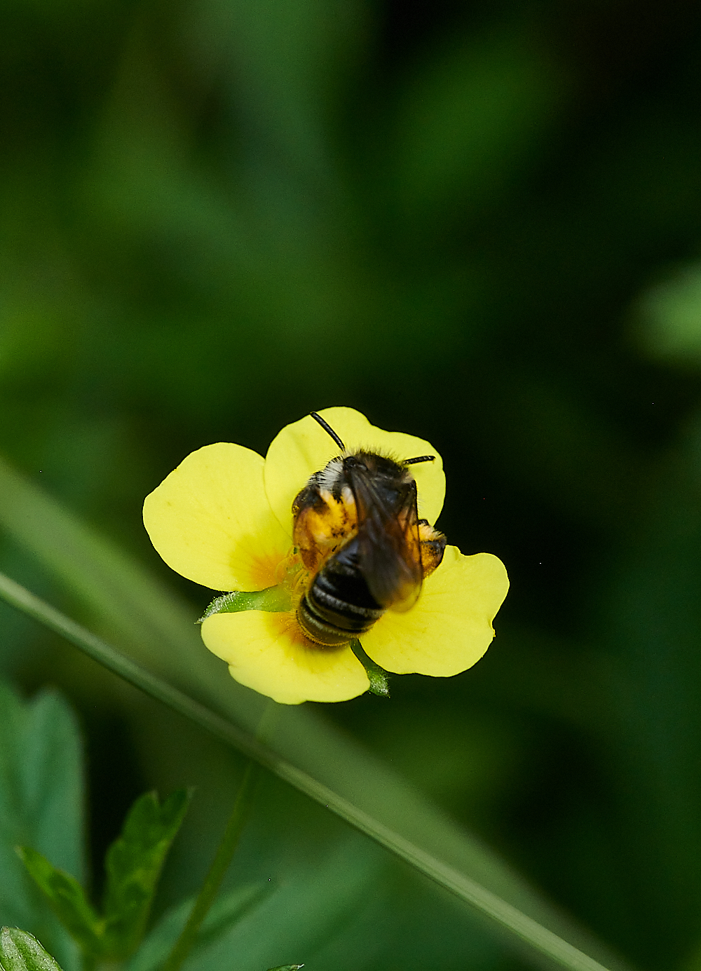 HoughenPlantationTormentilMiningBee110721-7