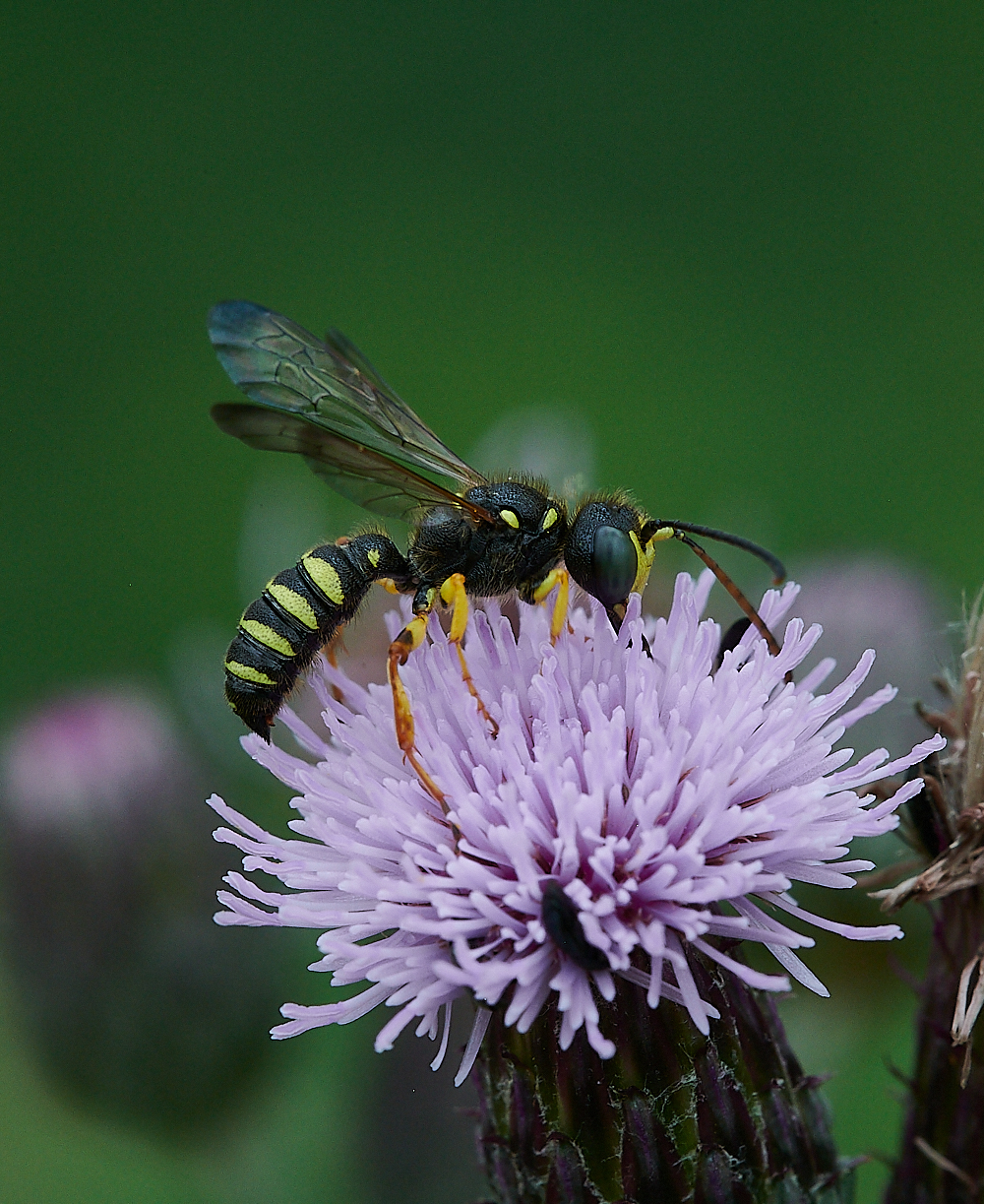 HoughenPlantationWasp120721-2