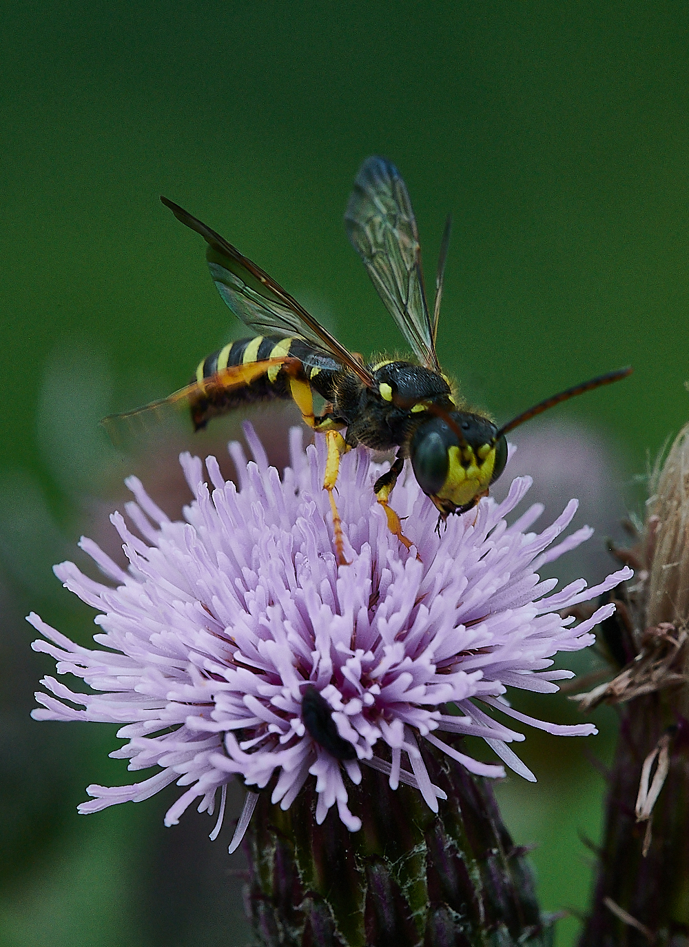 HoughenPlantationWasp120721-3