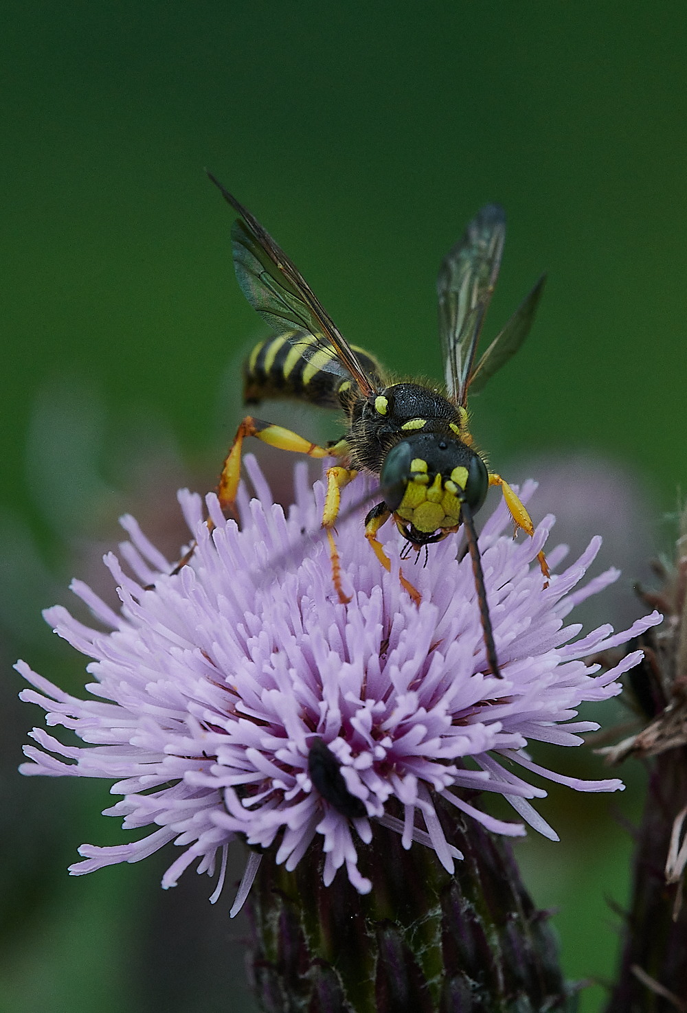 HoughenPlantationWasp120721-4