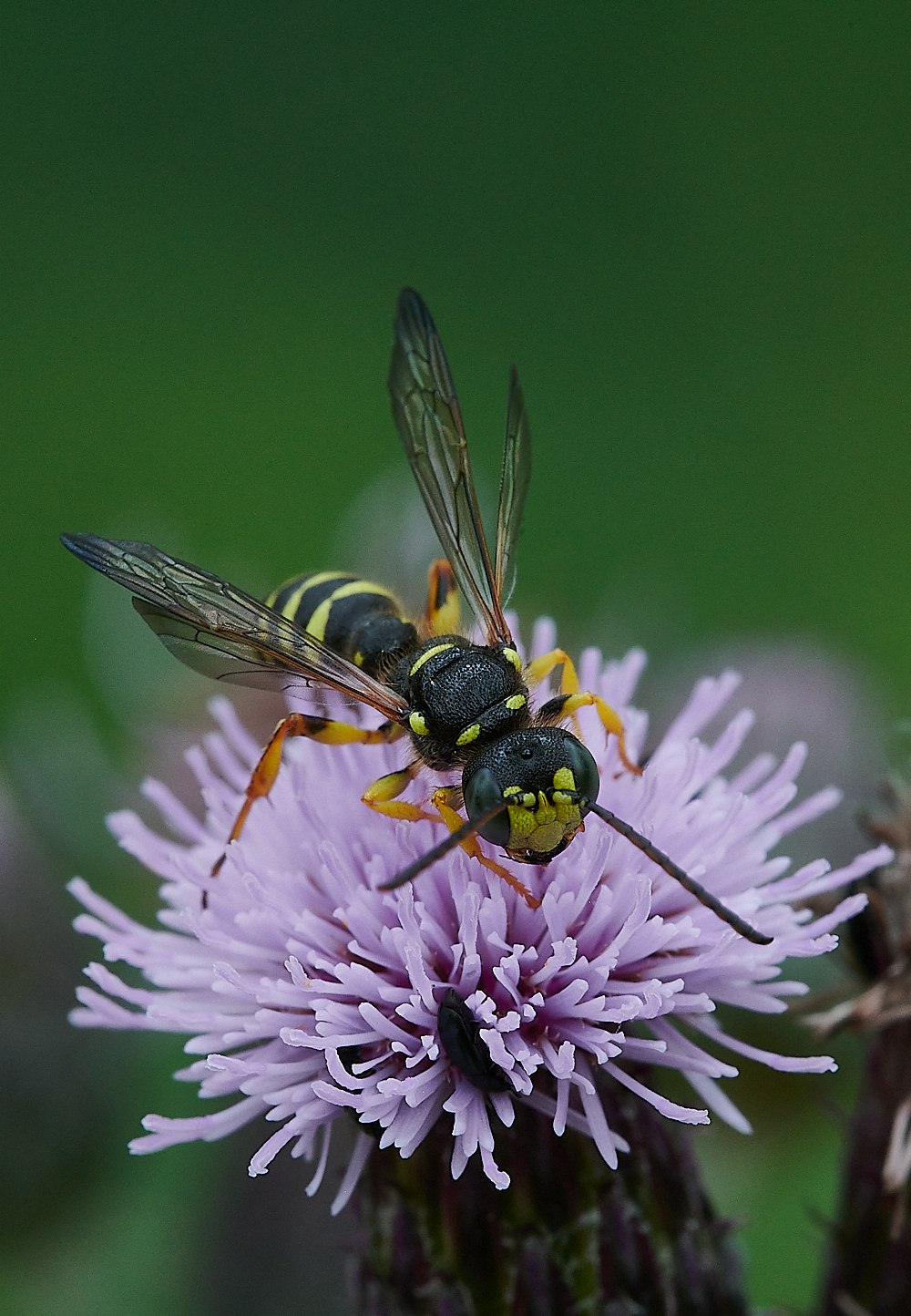 HoughenPlantationWasp120721-5