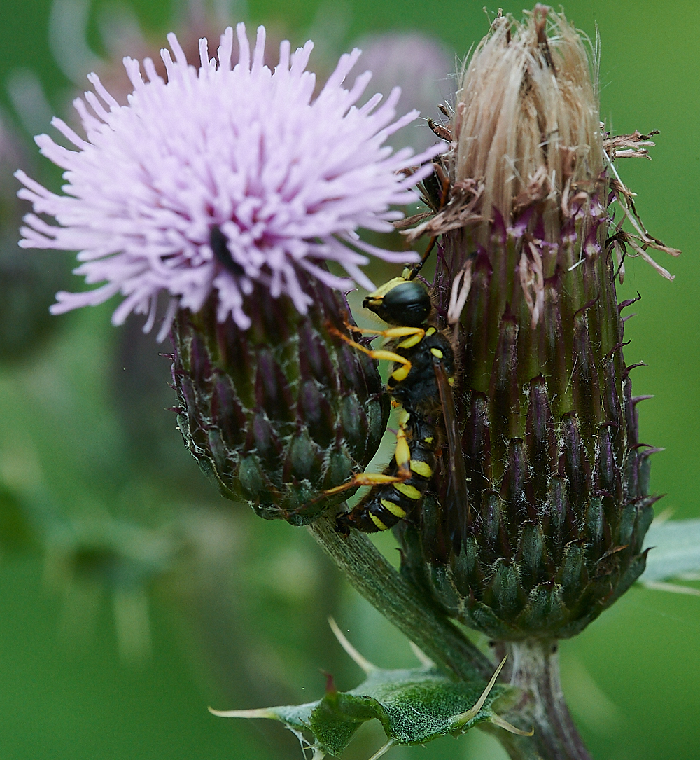 HoughenPlantationWasp120721-7