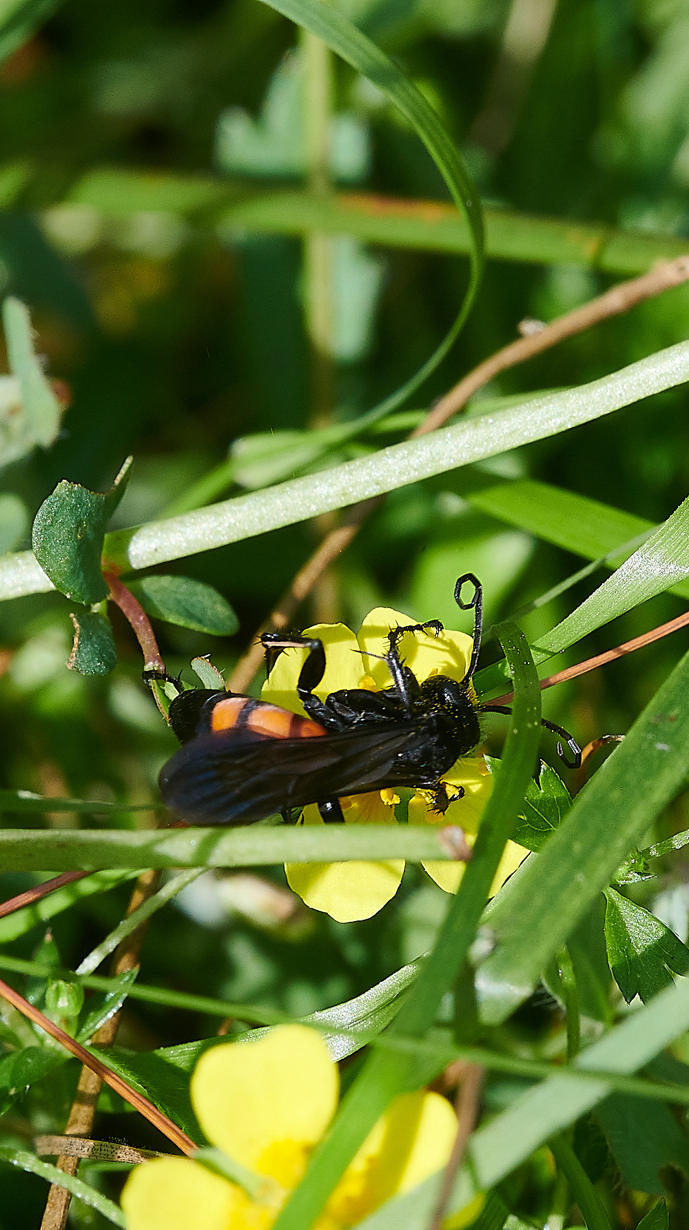 HoughenPlantationWasp150821-2