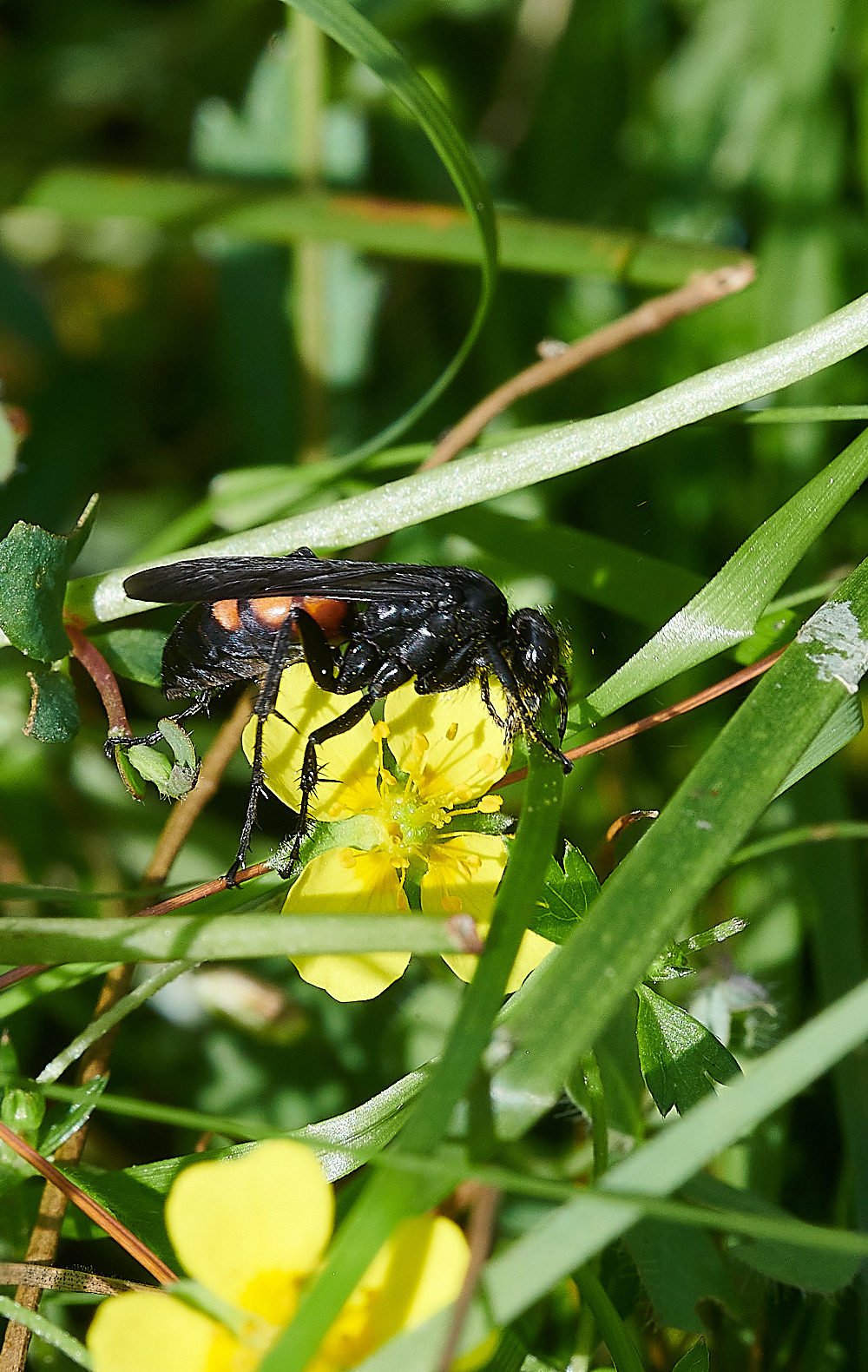 HoughenPlantationWasp150821-3