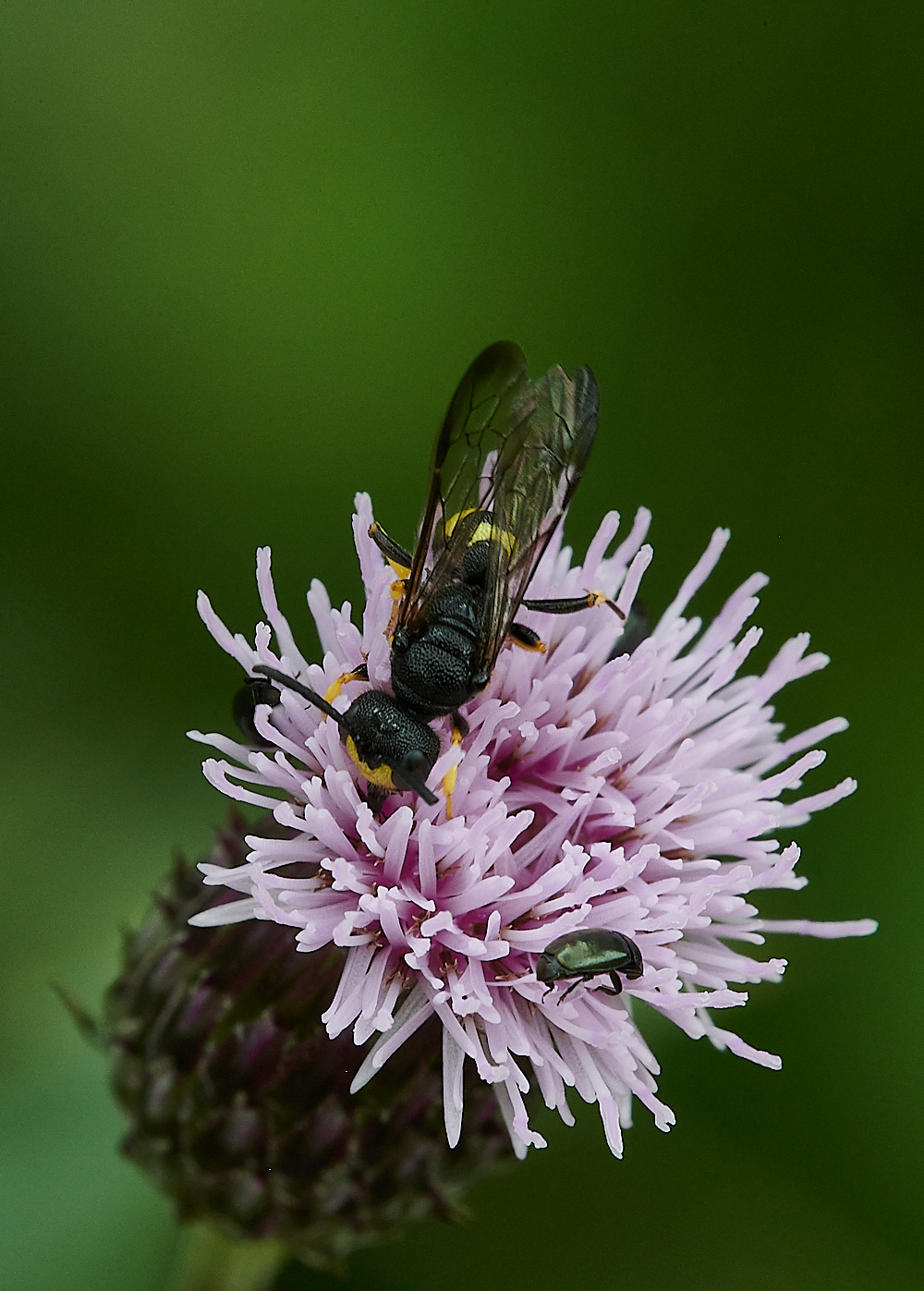 HoughenPlantationWasp2120721-1