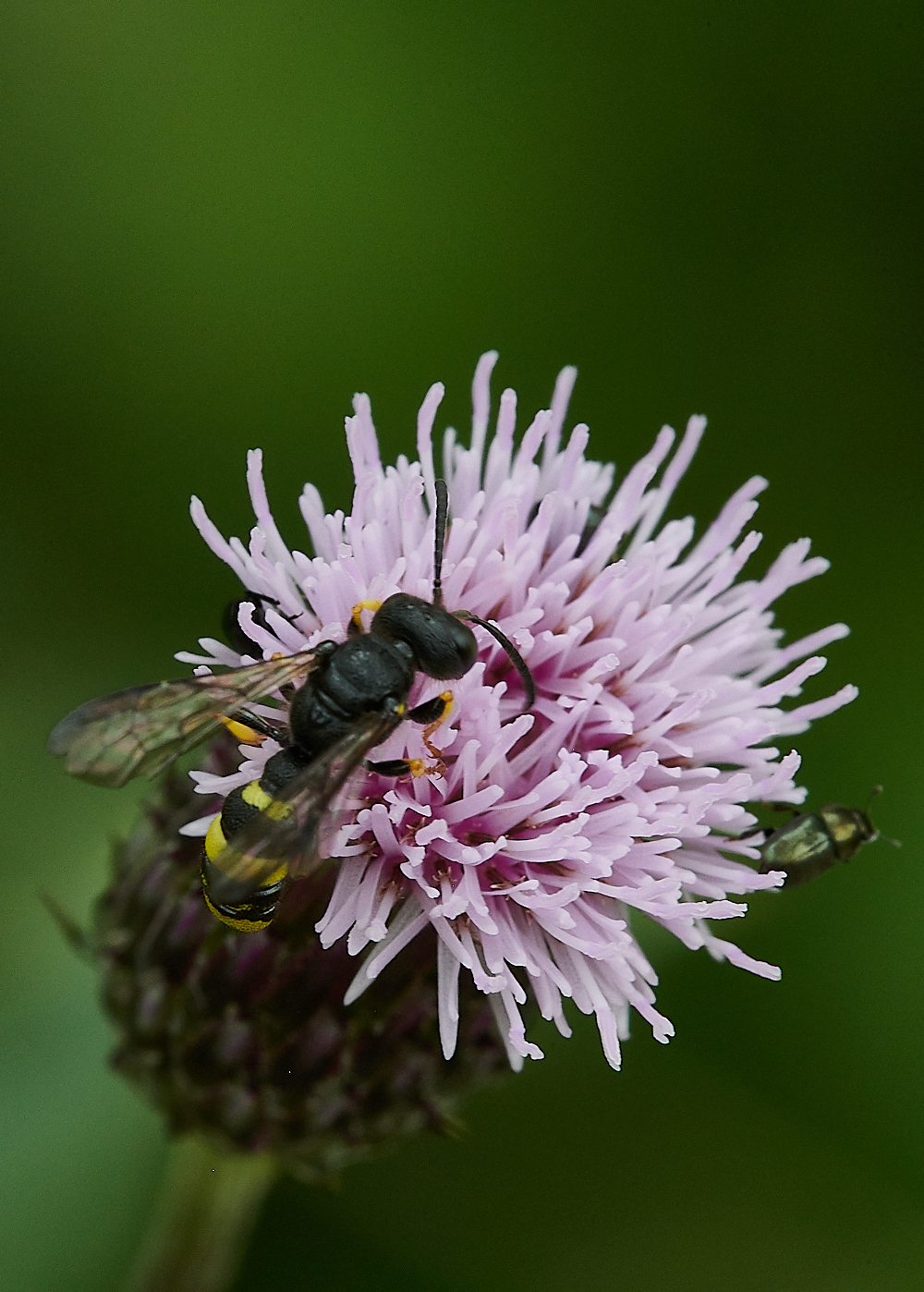 HoughenPlantationWasp2120721-2