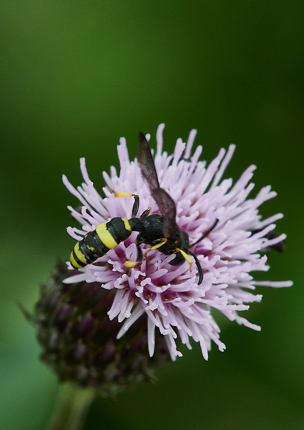 HoughenPlantationWasp2120721-3