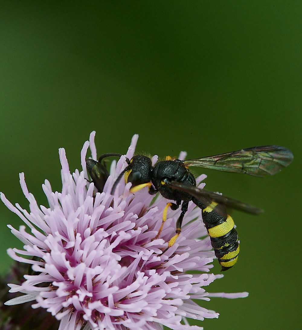 HoughenPlantationWasp2120721-5