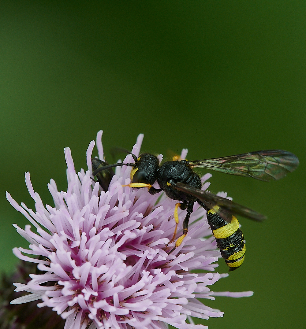 HoughenPlantationWasp2120721-6