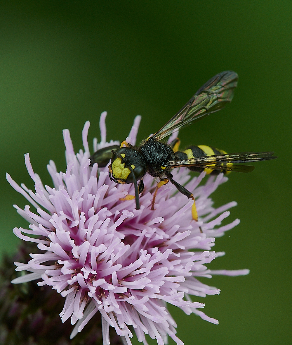 HoughenPlantationWasp2120721-7