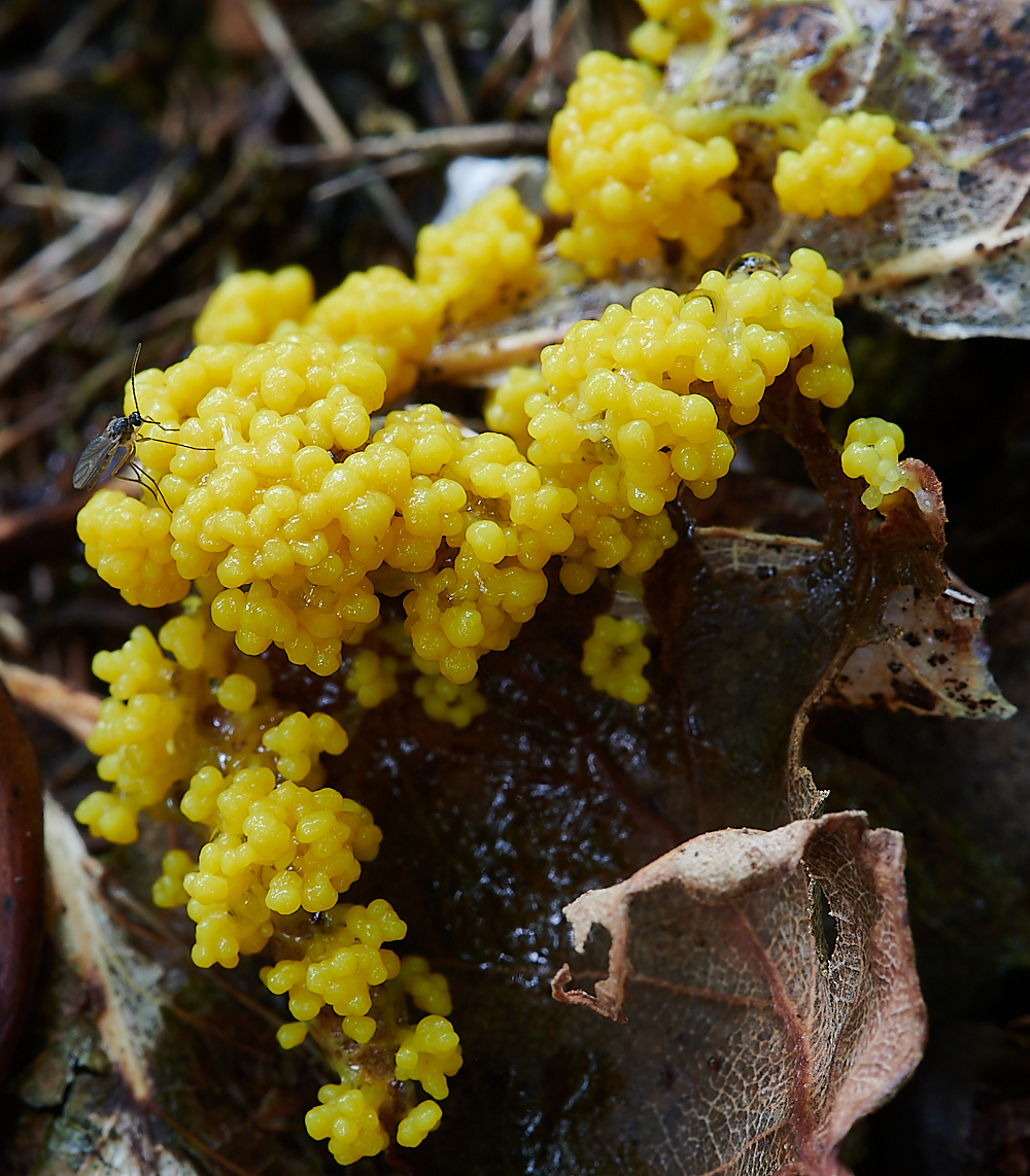 HoughenPlantationYellowSlimeMold110621-1