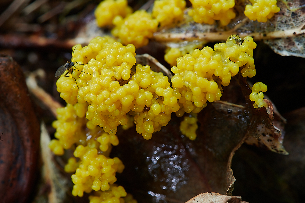 HoughenPlantationYellowSlimeMold110621-2