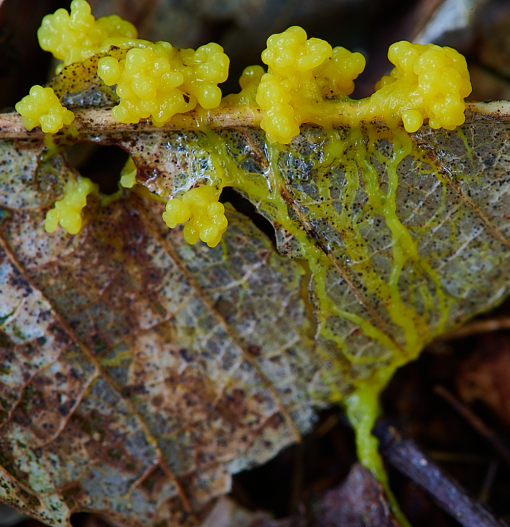 HoughenPlantationYellowSlimeMold110621-4