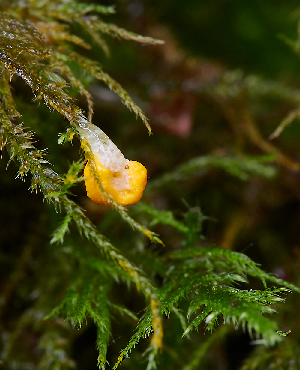 HoughenPlantationYellowSlimeMold2110621-1