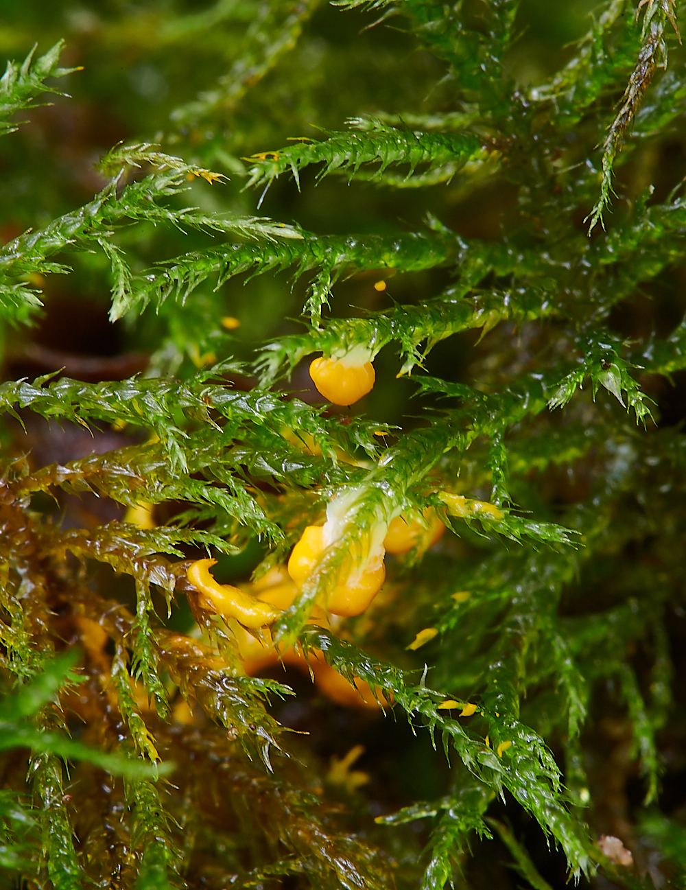 HoughenPlantationYellowSlimeMold2110621-2