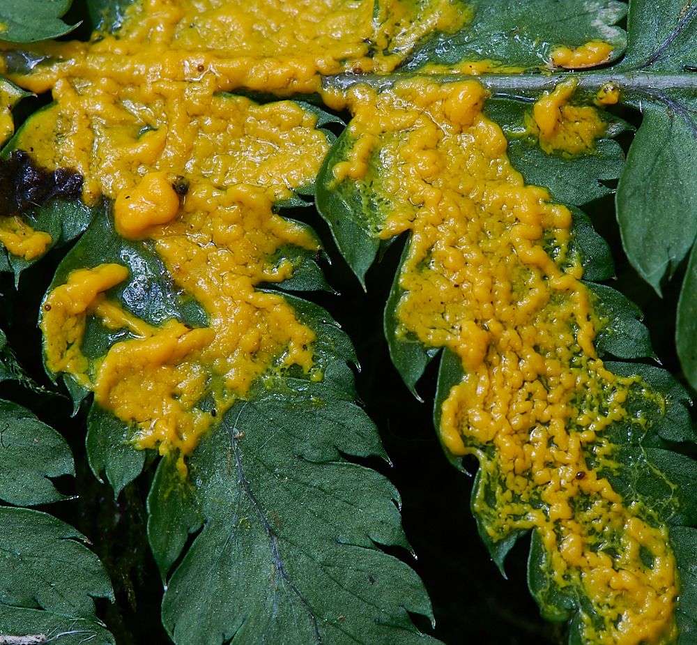 HoughenPlantationYellowSlimeMold2110621-3