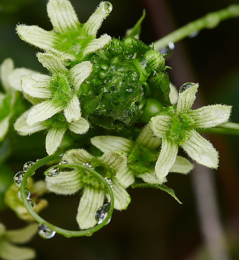 KellingHeatBryony020721-1