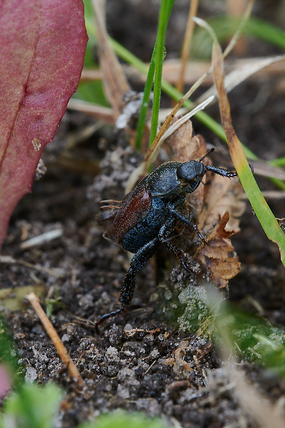 KellingHeathBeetle020721-1