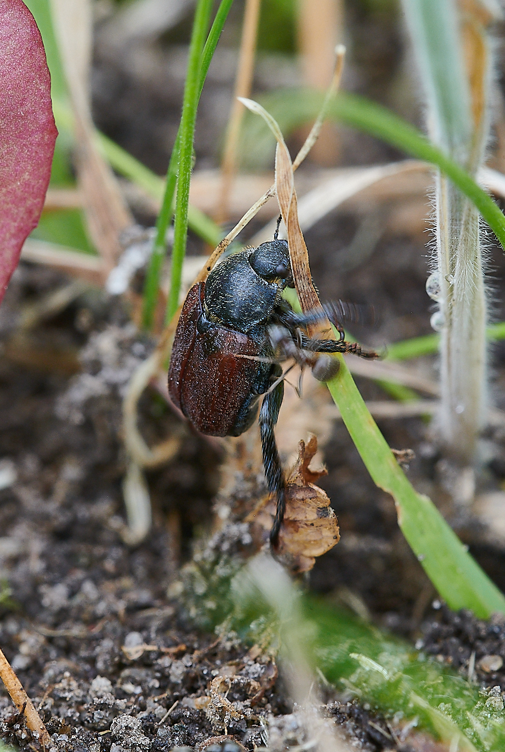 KellingHeathBeetle020721-2