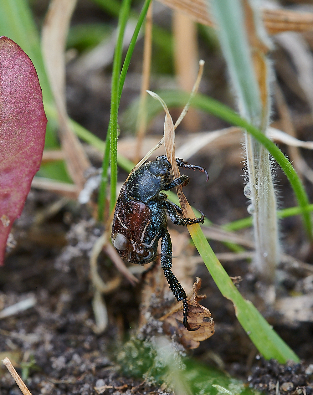 KellingHeathBeetle020721-3