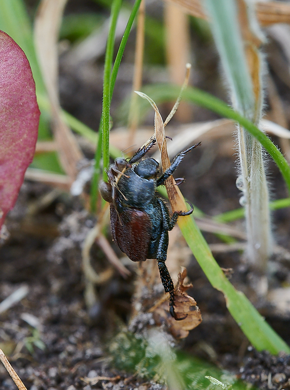 KellingHeathBeetle020721-4