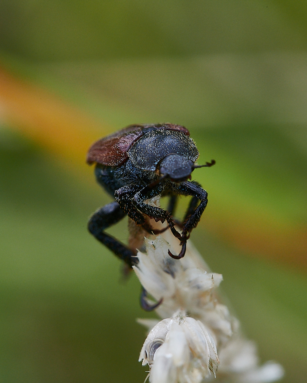 KellingHeathBeetle020721-5