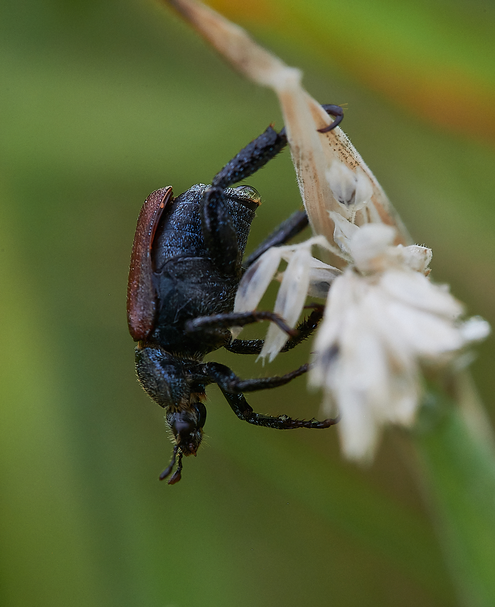 KellingHeathBeetle020721-6