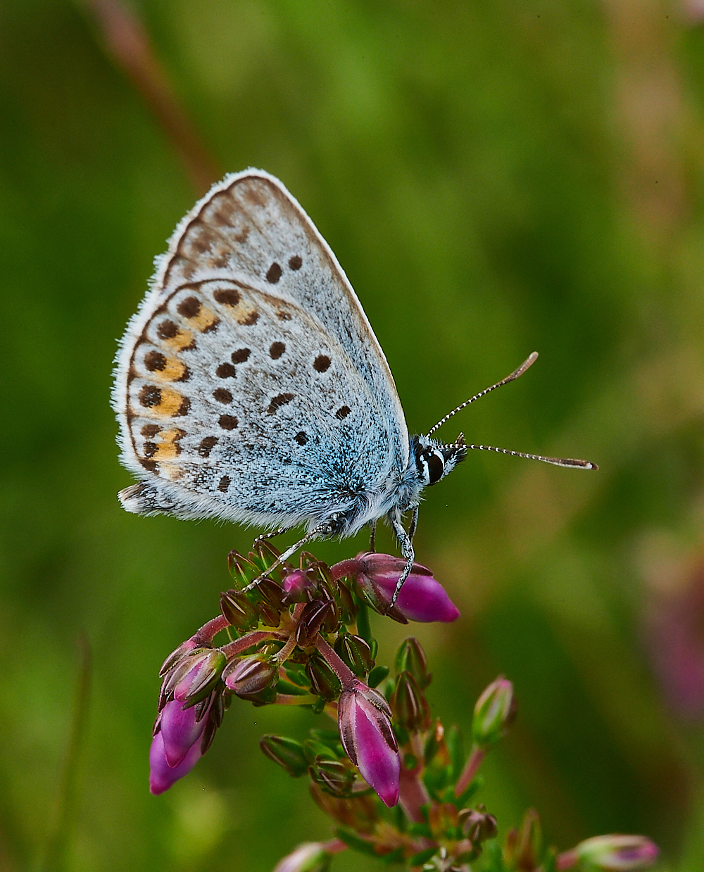 KellingHeathBlue020721-1