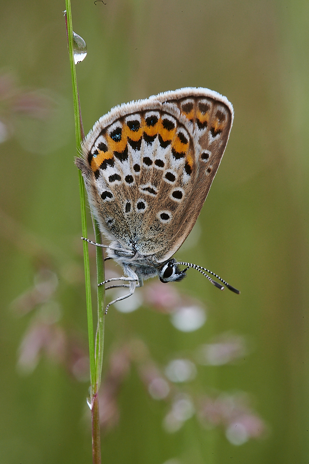 KellingHeathBlue020721-5