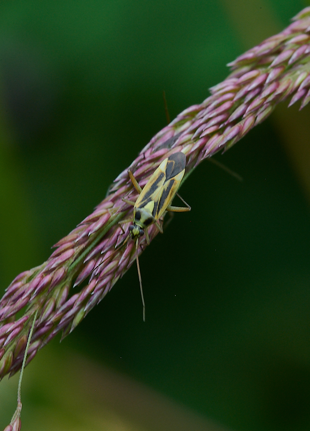 KellingHeathBug020721-1