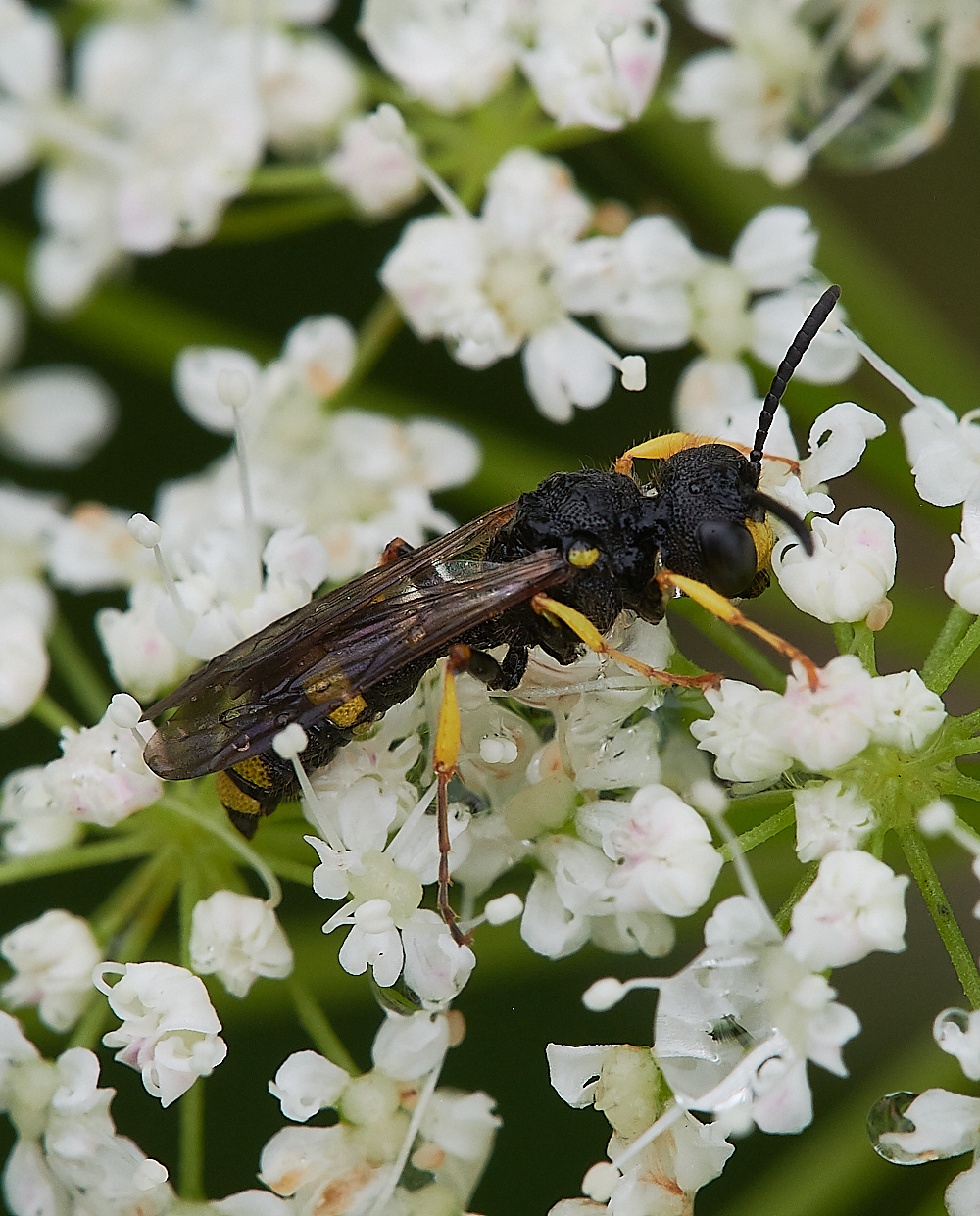 KellingHeathCerceris020721-1