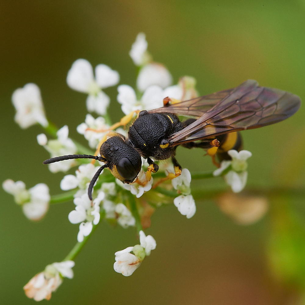 KellingHeathCerceris020721-2