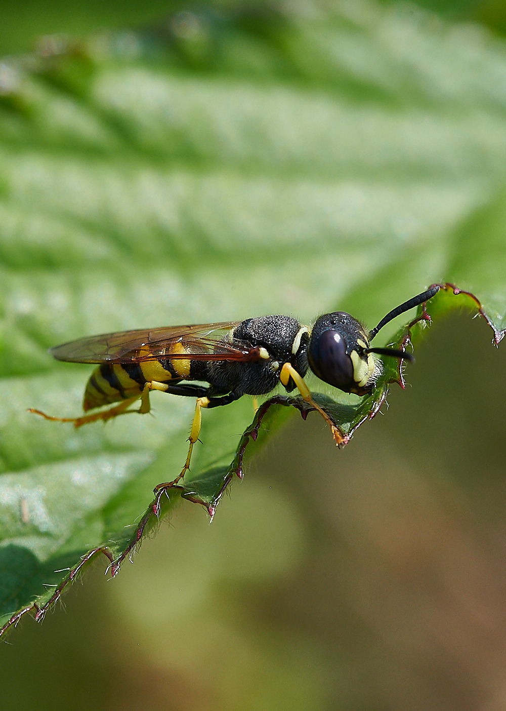 KellingHeathCerceris200721-1