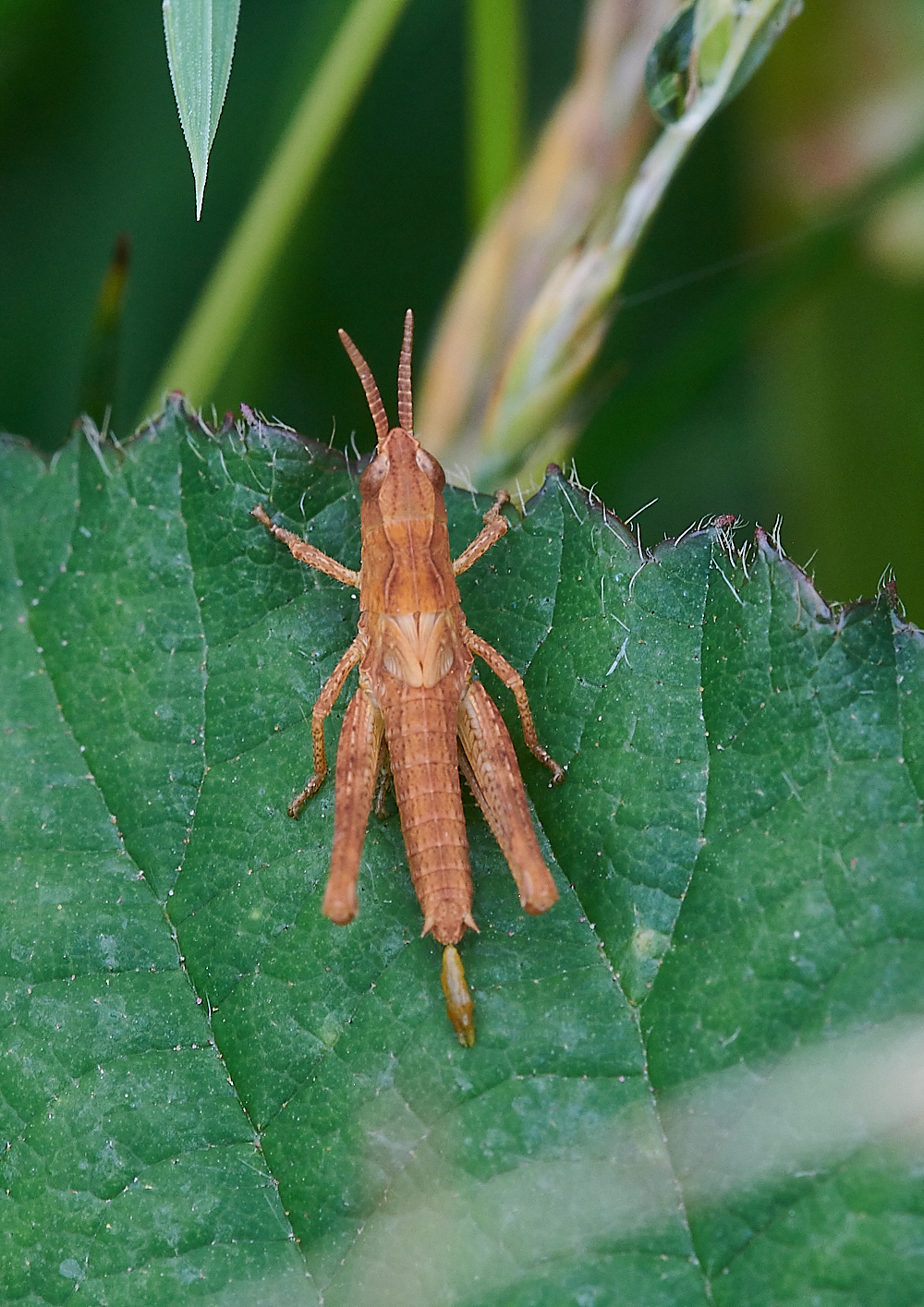 KellingHeathGrasshopper020721-1