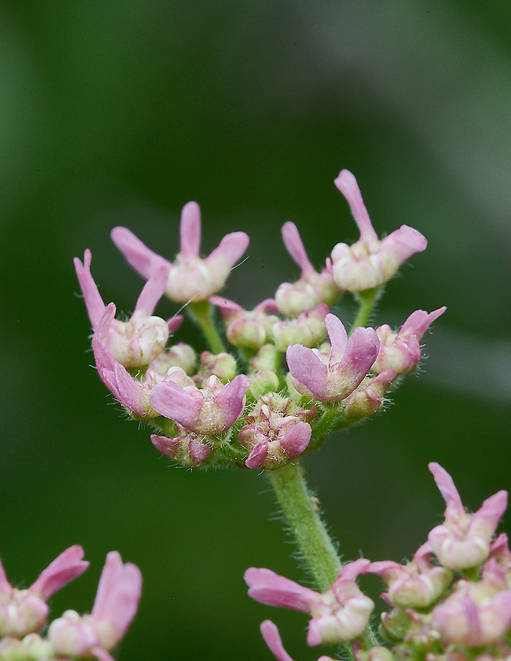 KellingHeathHogweed020721-1