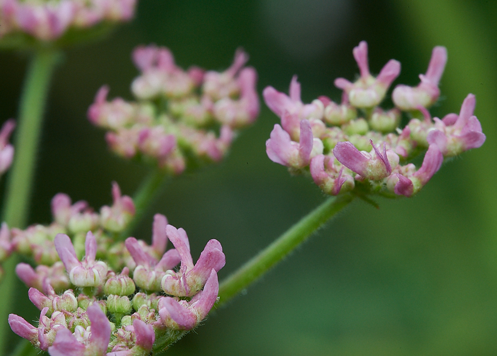 KellingHeathHogweed020721-2