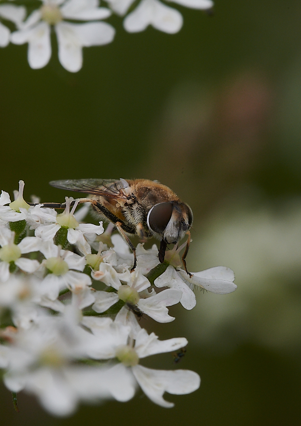 KellingHeathHoverfly020721-1