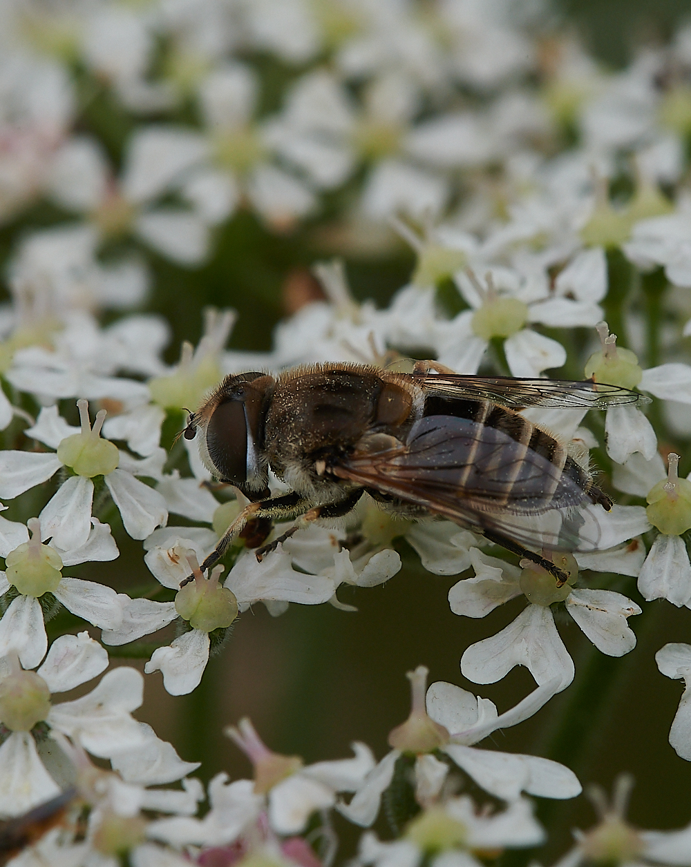 KellingHeathHoverfly020721-10