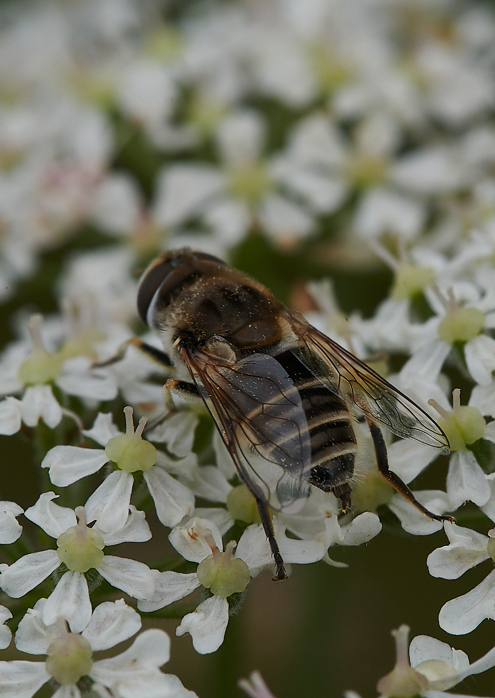 KellingHeathHoverfly020721-12