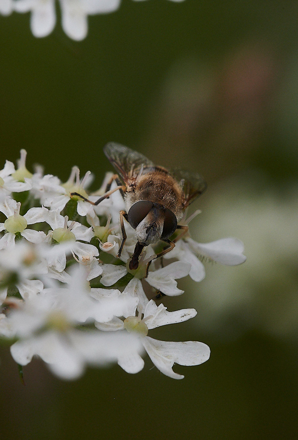 KellingHeathHoverfly020721-2