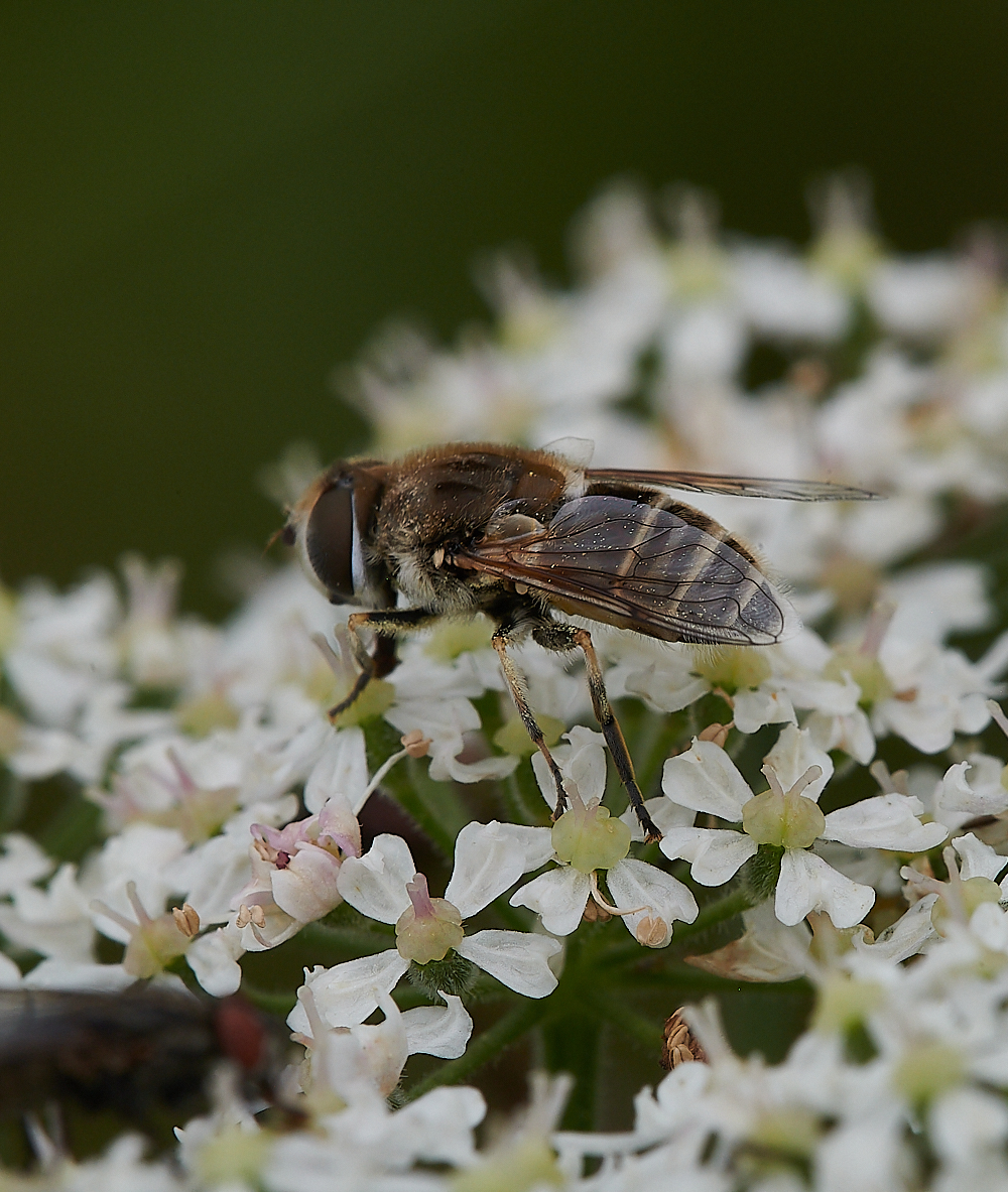 KellingHeathHoverfly020721-3