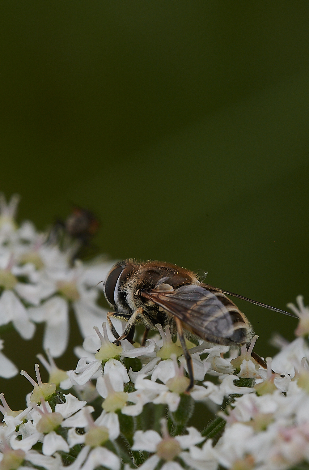 KellingHeathHoverfly020721-4