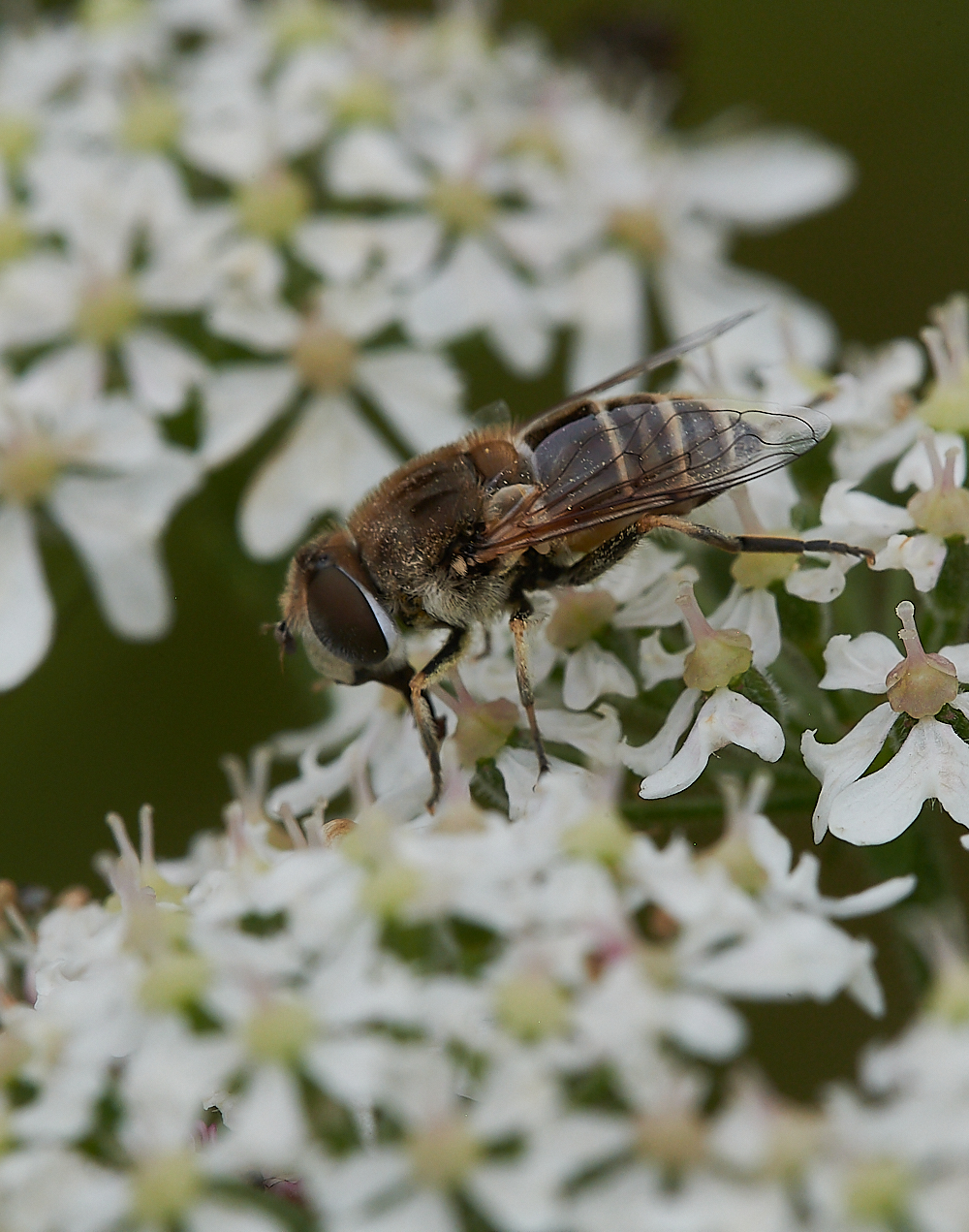 KellingHeathHoverfly020721-5