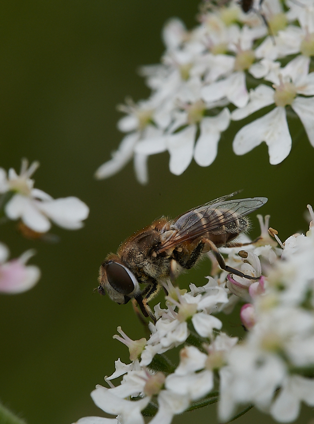 KellingHeathHoverfly020721-6