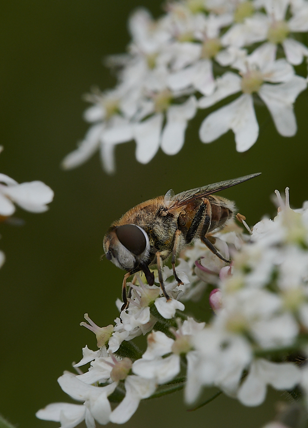 KellingHeathHoverfly020721-7