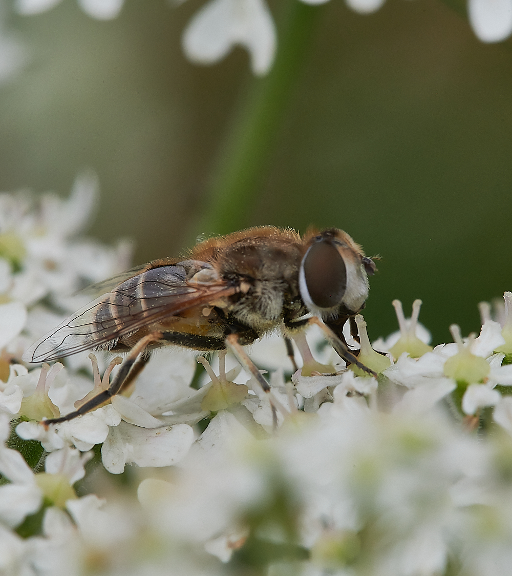 KellingHeathHoverfly020721-9